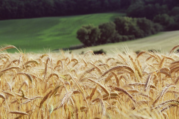 El conreu del blat